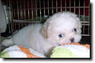 Shih Tzu Photo (10K)