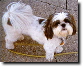 Shih Tzu Photo (15K)