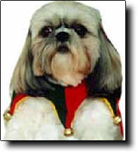 Shih Tzu Photo (8K)