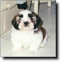 Shih Tzu Photo (7K)