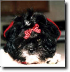 Shih Tzu Photo (9K)