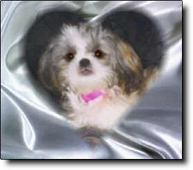 Shih Tzu Photo (10K)