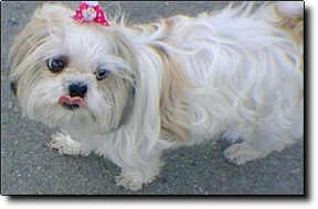 Shih Tzu Photo (9K)