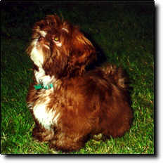 Shih Tzu Photo (11K)
