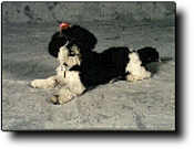 Shih Tzu Photo (5K)