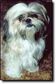 Shih Tzu Photo (9K)
