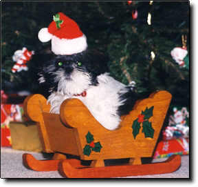Shih Tzu Photo (14K)