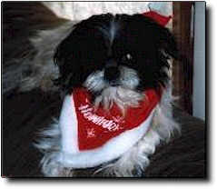 Shih Tzu Photo (9K)
