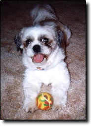 Shih Tzu Photo (8K)