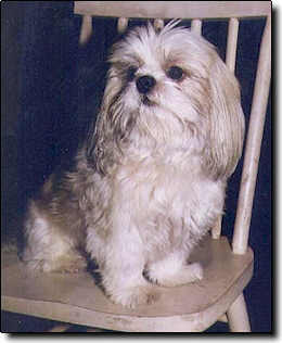 Shih Tzu Photo (13K)