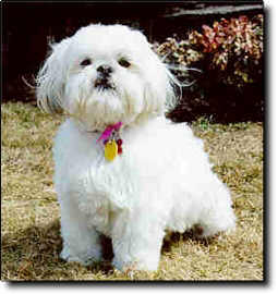 Shih Tzu Photo (13K)