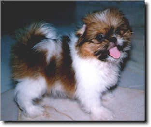 Shih Tzu Photo (11K)