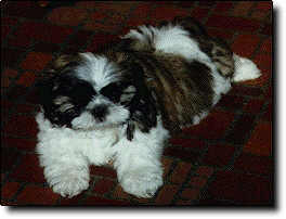 Shih Tzu Photo (9K)