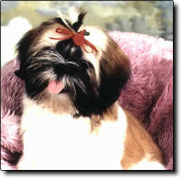 Shih Tzu Photo (12K)