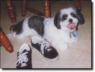 Shih Tzu Photo (14K)
