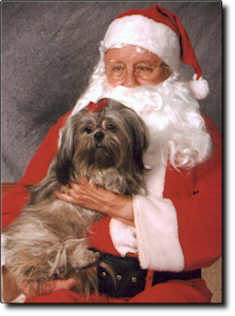 Shih Tzu Photo (12K)