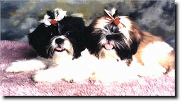Shih Tzu Photo (13K)