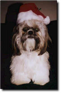 Shih Tzu Photo (9K)