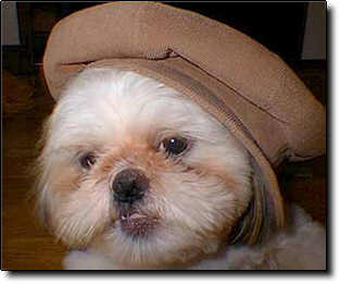 Shih Tzu Photo (12K)