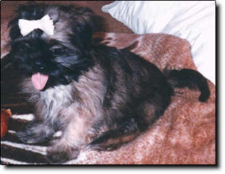 Shih Tzu Photo (14K)