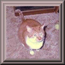 Miss Cinnamon