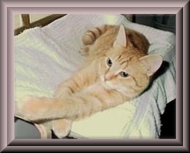 Mr. Gus
