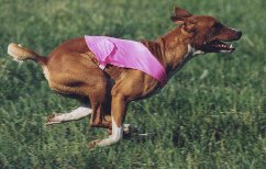 Another picture of Baron running