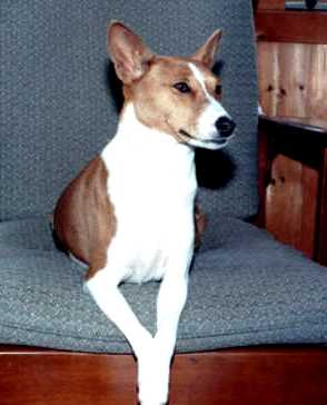 The elegant, inscrutable basenji