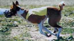 Baron's brother Nicky on the lure
