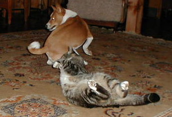 Basenji and cat doing the 'B500'