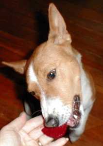 Ruby loves beets
