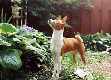 Basenji named Ghandi scans the sky