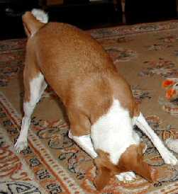 Ruby does a headstand