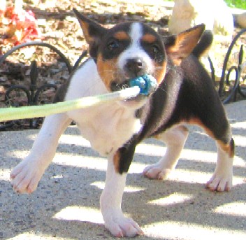 Shadow Browning plays tug-o-war