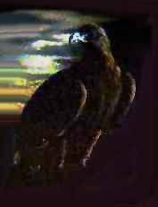 Night Watch