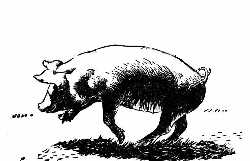 Pig