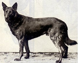 Beowulf