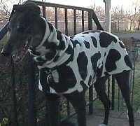 Black & White Cow Coat