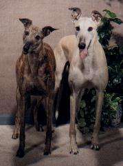 Pipp & Jazz King