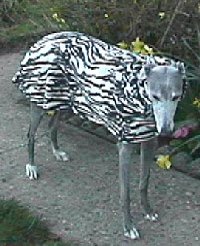 Zebra Coat