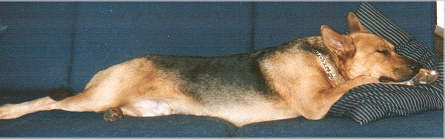 Elmer Sleeping