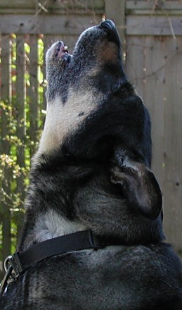 Courtney howling