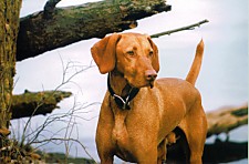 Jake
