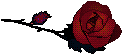 rose4a.gif - 2.3 K