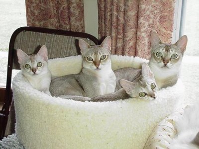 4 Singapuras