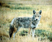 COYOTE.gif (32519 bytes)