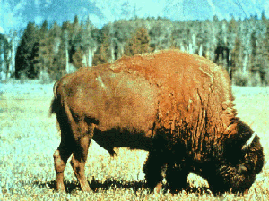 bison