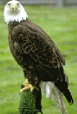 eagle