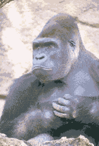 gorilla