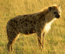 hyena